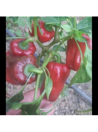 hover image